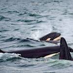 The PUGET SOS Act legislation, sponsored by Reps. Derek Kilmer and Denny Heck, would coordinate efforts to save endangered species in Puget Sound like the southern resident orcas. (Peninsula Daily News photo)