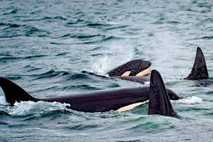 Kilmer’s Save Our Sound Act passes House committee