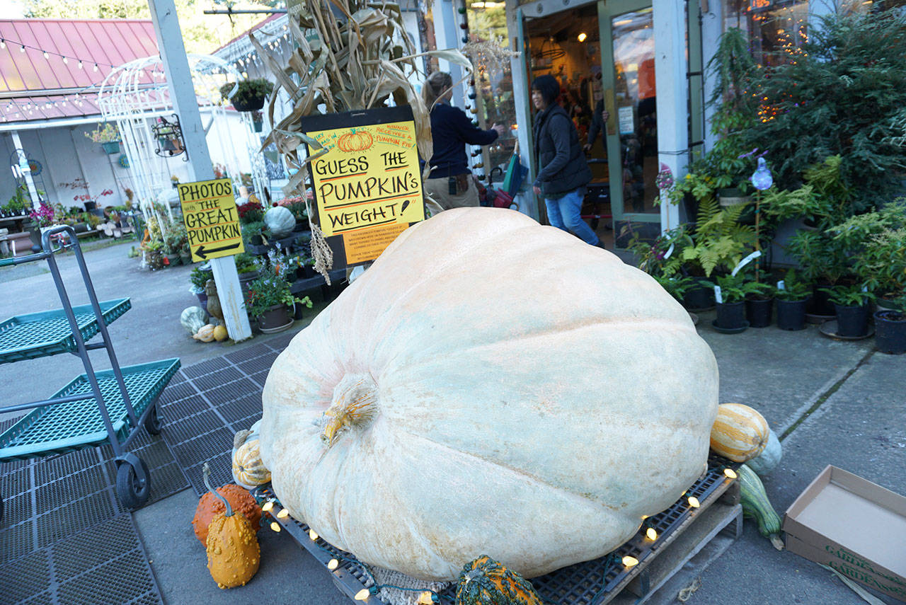 Prepping the pumpkins at Bainbridge Gardens | Photo gallery