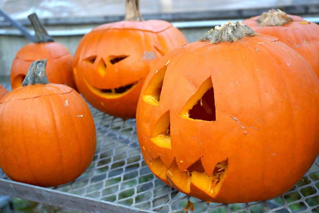 Prepping the pumpkins at Bainbridge Gardens | Photo gallery