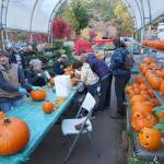 Prepping the pumpkins at Bainbridge Gardens | Photo gallery