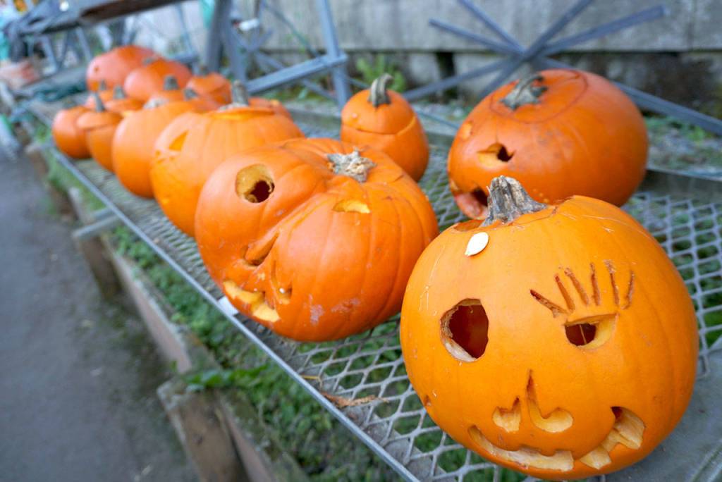 Prepping the pumpkins at Bainbridge Gardens | Photo gallery