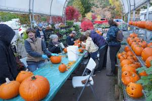 Prepping the pumpkins at Bainbridge Gardens | Photo gallery