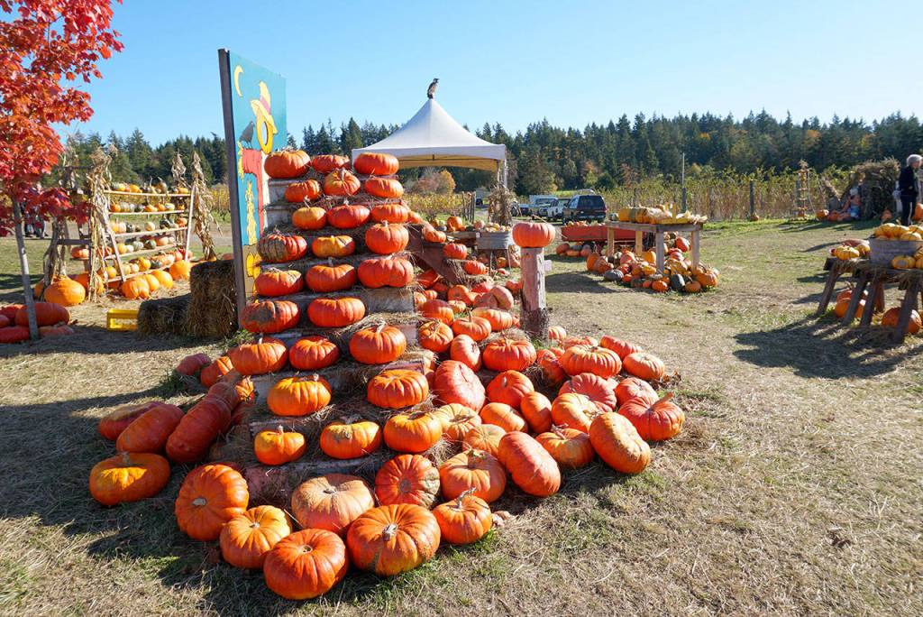 Picking pumpkins, changing faces: Snapshots of the year’s spookiest holiday on Bainbridge Island | Photo gallery
