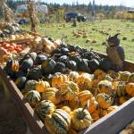 Picking pumpkins, changing faces: Snapshots of the year’s spookiest holiday on Bainbridge Island | Photo gallery