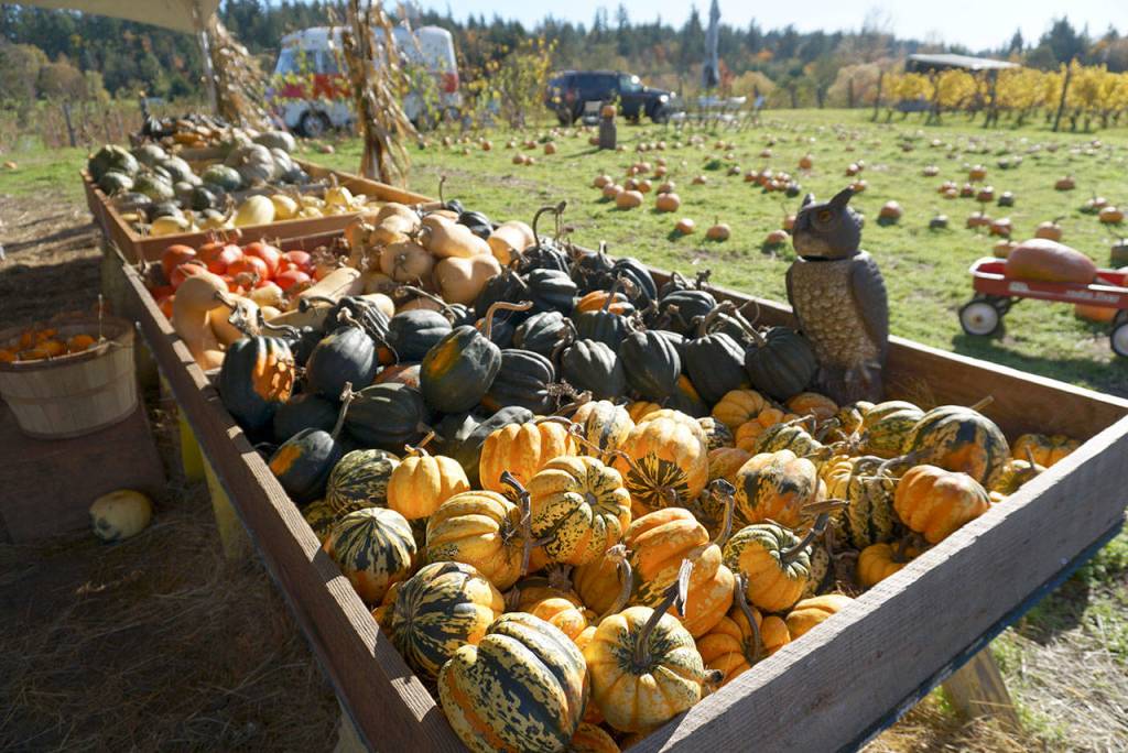 Picking pumpkins, changing faces: Snapshots of the year’s spookiest holiday on Bainbridge Island | Photo gallery