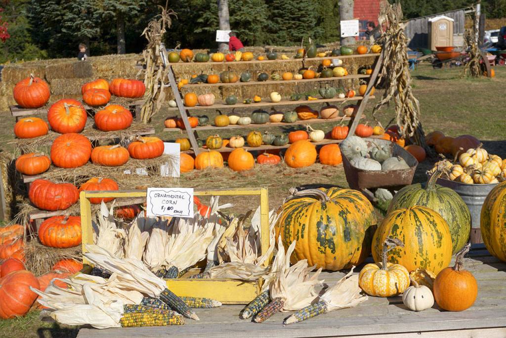 Picking pumpkins, changing faces: Snapshots of the year’s spookiest holiday on Bainbridge Island | Photo gallery