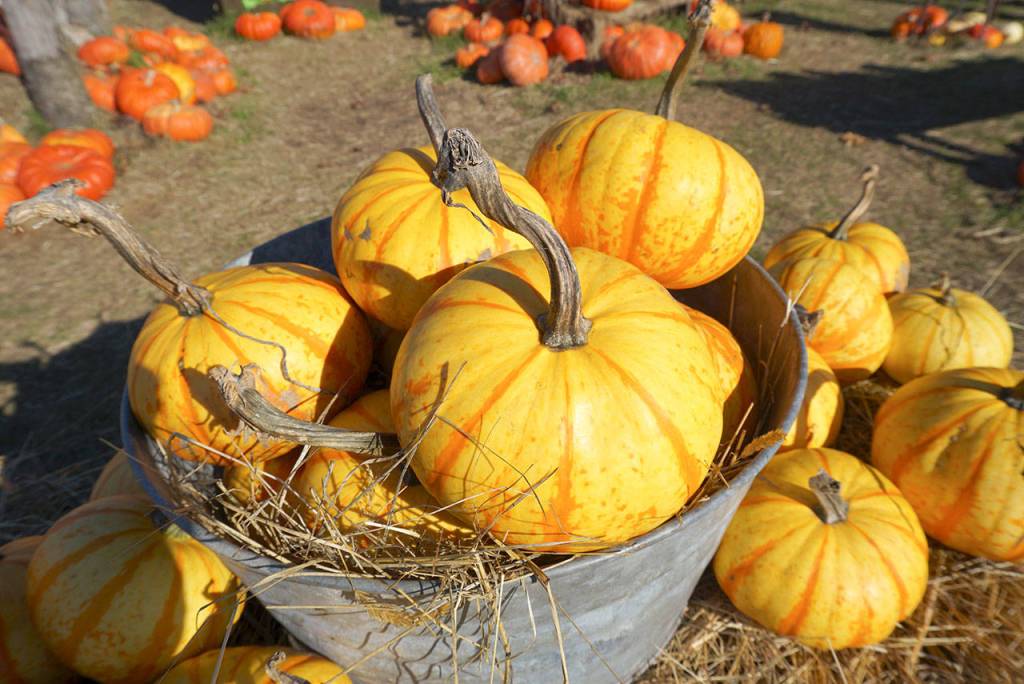 Picking pumpkins, changing faces: Snapshots of the year’s spookiest holiday on Bainbridge Island | Photo gallery