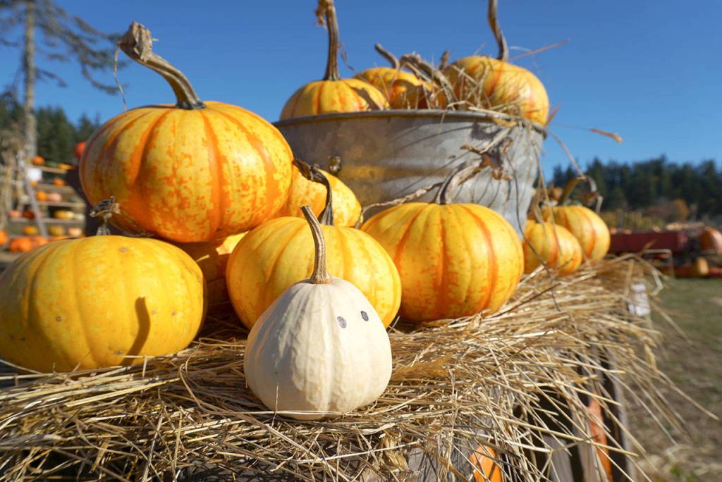 Picking pumpkins, changing faces: Snapshots of the year’s spookiest holiday on Bainbridge Island | Photo gallery