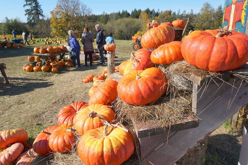 Picking pumpkins, changing faces: Snapshots of the year’s spookiest holiday on Bainbridge Island | Photo gallery