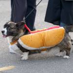 Picking pumpkins, changing faces: Snapshots of the year’s spookiest holiday on Bainbridge Island | Photo gallery