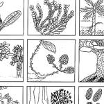 Ometepe calendars now on sale