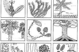 Ometepe calendars now on sale