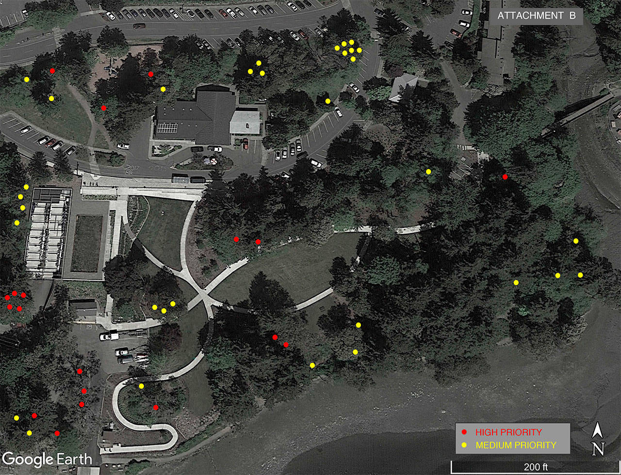 This overview photograph shows trees that have been identified as high priority (in red) for an intervention, according to the city, and medium priority (medium priority) trees. (Image courtesy of the city of Bainbridge Island)