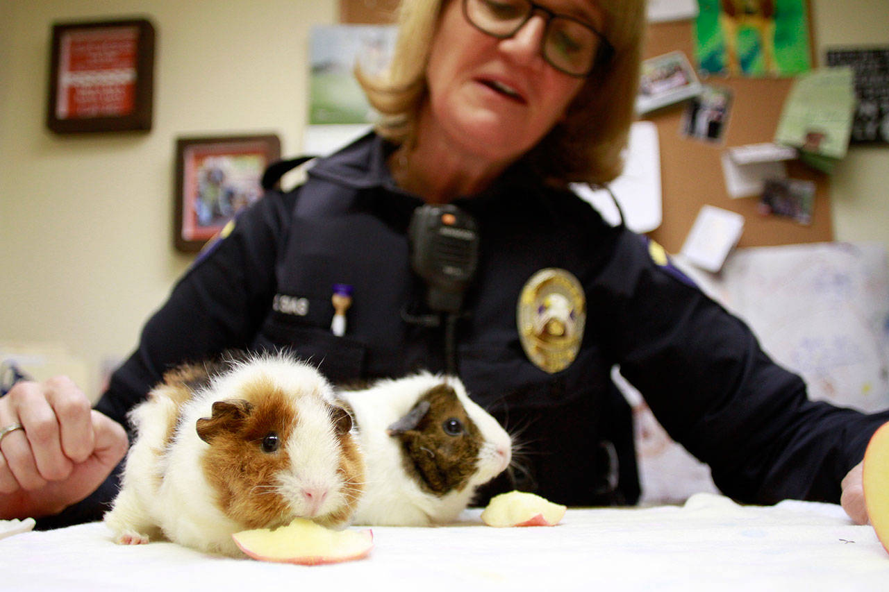 Luciano Marano | Bainbridge Island Review - Bainbridge Island Police Department Officer Carla Sias treats Cagney and Lacey, the island forces newest animal ambassadors, to an apple.