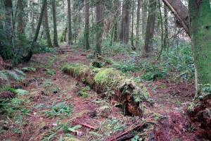 Bainbridge Island Land Trust announces fourth parcel in ongoing acquisition campaign
