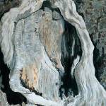 Trees, an exhibition of the work of local artist Pipper Watkins, will be on display at the Bainbridge Public Library in January. (Image courtesy of the Bainbridge Public Library)