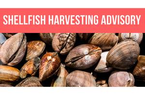 Shellfish harvesting banned near Agate Pass Bridge, west shoreline of Bainbridge Island