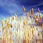 Richard St. Cyr photo | Crane Creek Grass (2019) by Richard St. Cyr, one of several of the Bainbridge photographers landscape images on display at Jeffrey Moose Gallery in February.