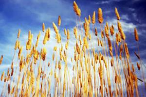 Landscape photography on display at Jeffrey Moose Gallery