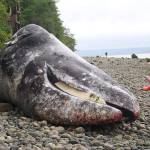 Whale washes ashore at Manitou Beach, fifth on Washington coast this year
