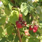 Farmers Market, local farms forge ahead during summer