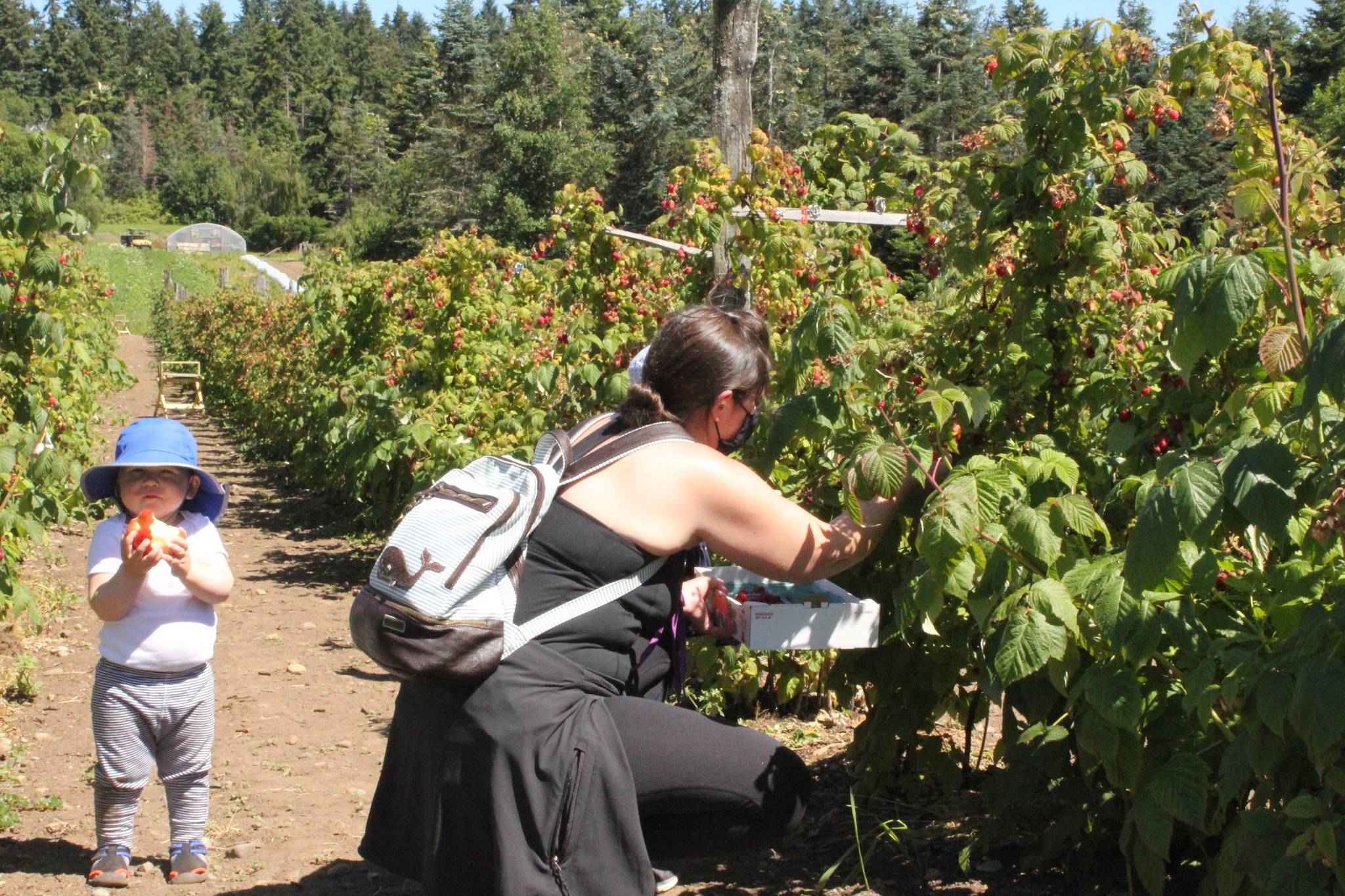 Farmers Market, local farms forge ahead during summer