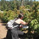 Farmers Market, local farms forge ahead during summer