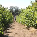 Farmers Market, local farms forge ahead during summer