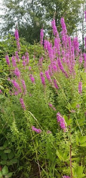 County to manage roadside noxious weeds next week