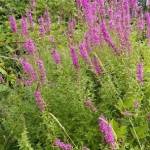 County to manage roadside noxious weeds next week