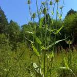 County to manage roadside noxious weeds next week