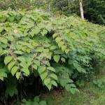 County to manage roadside noxious weeds next week