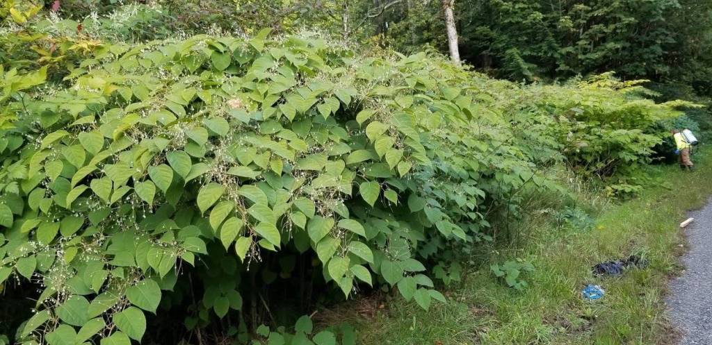County to manage roadside noxious weeds next week