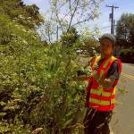 County to manage roadside noxious weeds next week