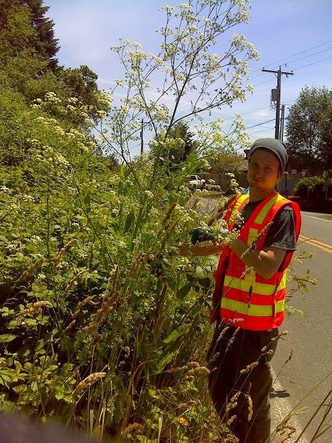 County to manage roadside noxious weeds next week