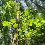 Ideal island trail systems for warmer summer weather