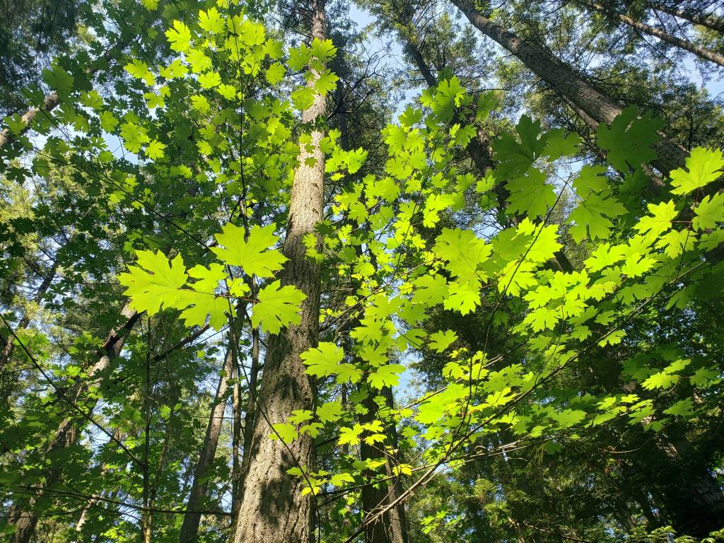 Ideal island trail systems for warmer summer weather