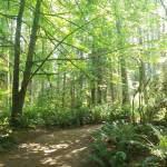 Ideal island trail systems for warmer summer weather