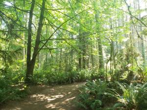 Ideal island trail systems for warmer summer weather