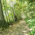 Ideal island trail systems for warmer summer weather