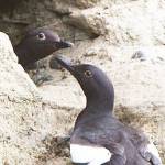 Bird study helps indicate health of Puget Sound
