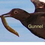 Bird study helps indicate health of Puget Sound