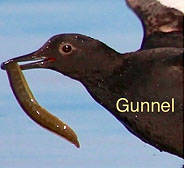 Bird study helps indicate health of Puget Sound