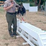 <em>K-9 Cooper learns how to traverse on elevated, narrow pathways during his three-month police K-9 training.</em> KCSO photo