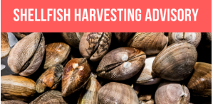 Shellfish harvesting closed along Kitsap