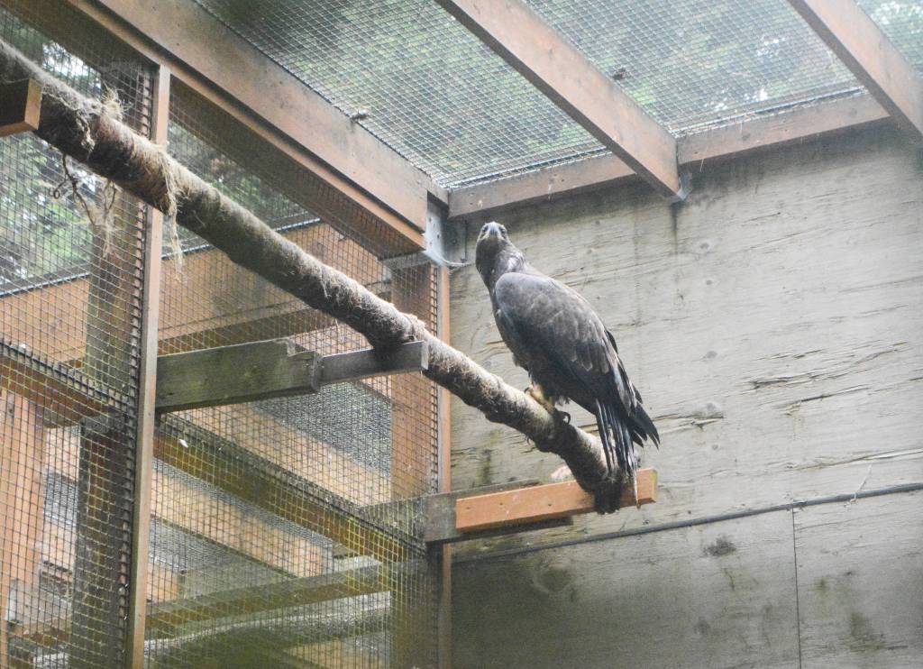 COVID making things tough at wildlife center