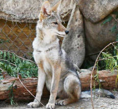 COVID making things tough at wildlife center