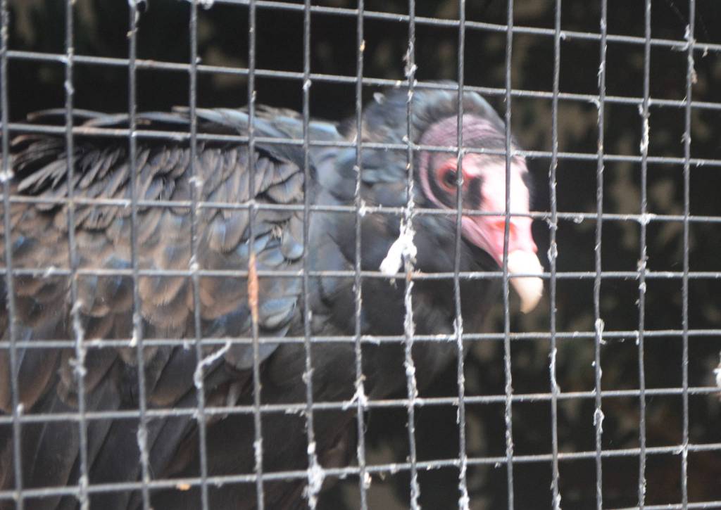 COVID making things tough at wildlife center