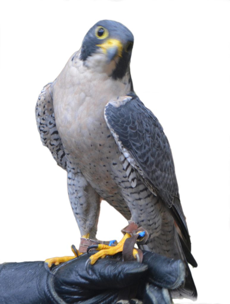 COVID making things tough at wildlife center